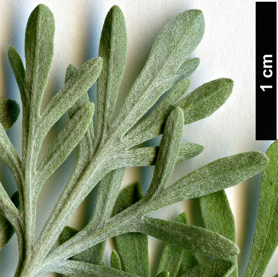 High resolution image: Family: Asteraceae - Genus: Artemisia - Taxon: thuscula